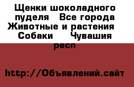 Щенки шоколадного пуделя - Все города Животные и растения » Собаки   . Чувашия респ.